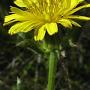 Bristly Ox Tongue (Picris echioides): Non native. Is said to be tasty  when plants are very young.